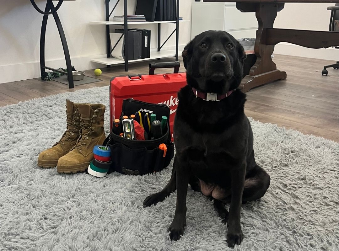 The shop dog sitting with electrical tools in the office.
